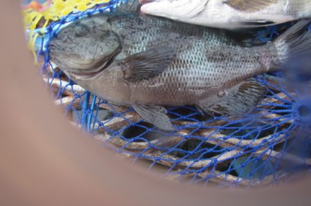 オリジナルメーカー海づり公園(市原市海づり施設) 釣果