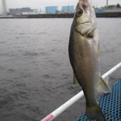 オリジナルメーカー海づり公園(市原市海づり施設) 釣果