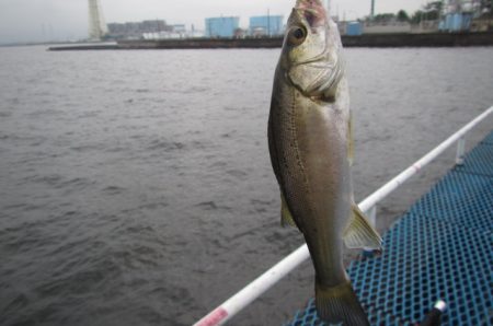 オリジナルメーカー海づり公園(市原市海づり施設) 釣果