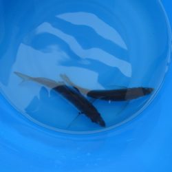 オリジナルメーカー海づり公園(市原市海づり施設) 釣果