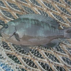 オリジナルメーカー海づり公園(市原市海づり施設) 釣果