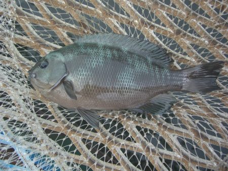 オリジナルメーカー海づり公園(市原市海づり施設) 釣果