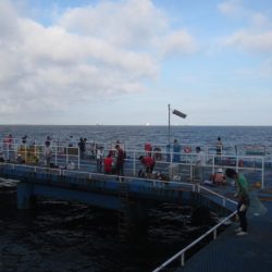 オリジナルメーカー海づり公園(市原市海づり施設) 釣果
