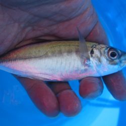 オリジナルメーカー海づり公園(市原市海づり施設) 釣果