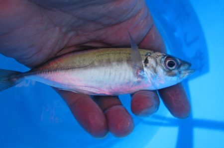 オリジナルメーカー海づり公園(市原市海づり…