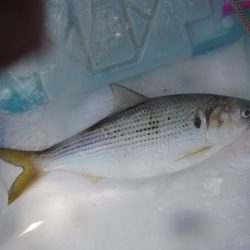 オリジナルメーカー海づり公園(市原市海づり施設) 釣果