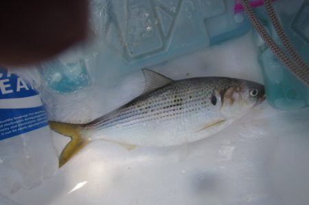 オリジナルメーカー海づり公園(市原市海づり施設) 釣果