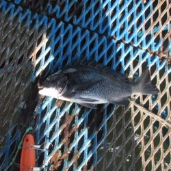 オリジナルメーカー海づり公園(市原市海づり施設) 釣果