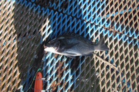 オリジナルメーカー海づり公園(市原市海づり施設) 釣果