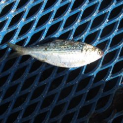 オリジナルメーカー海づり公園(市原市海づり施設) 釣果