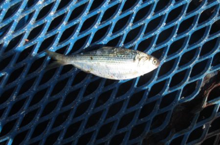 オリジナルメーカー海づり公園(市原市海づり施設) 釣果