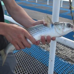 オリジナルメーカー海づり公園(市原市海づり施設) 釣果