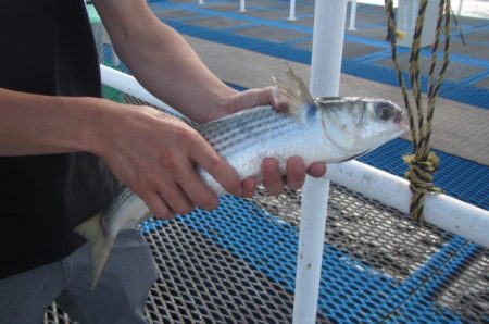 オリジナルメーカー海づり公園(市原市海づり施設) 釣果