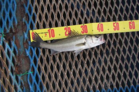 オリジナルメーカー海づり公園(市原市海づり施設) 釣果