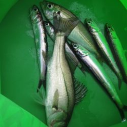 オリジナルメーカー海づり公園(市原市海づり施設) 釣果