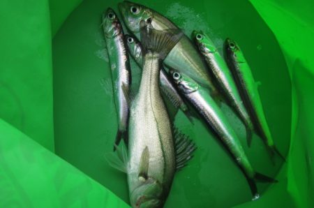 オリジナルメーカー海づり公園(市原市海づり…