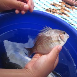 オリジナルメーカー海づり公園(市原市海づり施設) 釣果