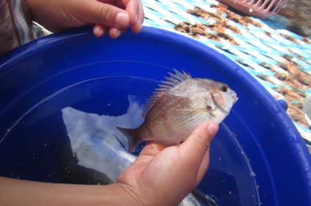 オリジナルメーカー海づり公園(市原市海づり施設) 釣果