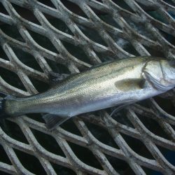 オリジナルメーカー海づり公園(市原市海づり施設) 釣果