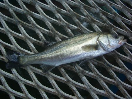 オリジナルメーカー海づり公園(市原市海づり施設) 釣果