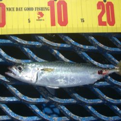 オリジナルメーカー海づり公園(市原市海づり施設) 釣果