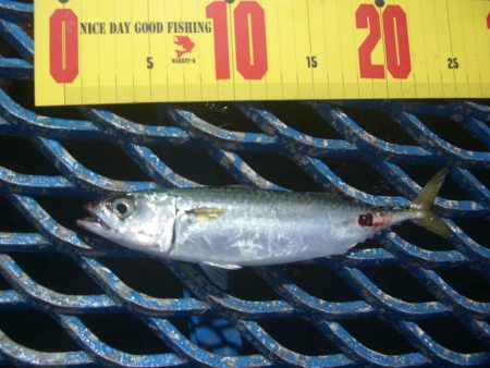 オリジナルメーカー海づり公園(市原市海づり施設) 釣果