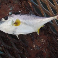 オリジナルメーカー海づり公園(市原市海づり施設) 釣果