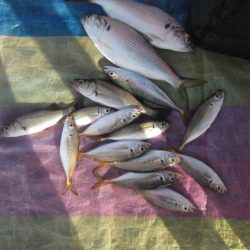 オリジナルメーカー海づり公園(市原市海づり施設) 釣果