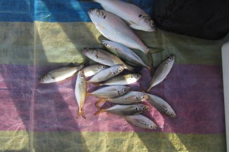 オリジナルメーカー海づり公園(市原市海づり施設) 釣果