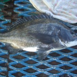 オリジナルメーカー海づり公園(市原市海づり施設) 釣果