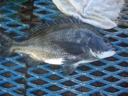 オリジナルメーカー海づり公園(市原市海づり施設) 釣果