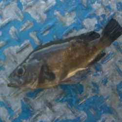 オリジナルメーカー海づり公園(市原市海づり施設) 釣果