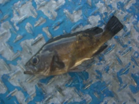 オリジナルメーカー海づり公園(市原市海づり…