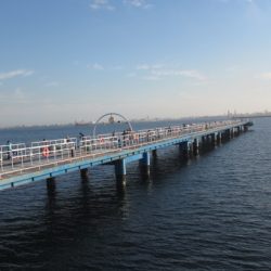 オリジナルメーカー海づり公園(市原市海づり施設) 釣果