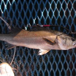 オリジナルメーカー海づり公園(市原市海づり施設) 釣果