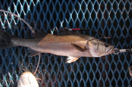 オリジナルメーカー海づり公園(市原市海づり…