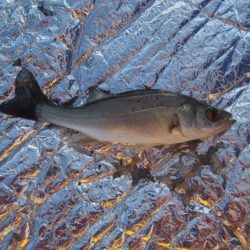 オリジナルメーカー海づり公園(市原市海づり施設) 釣果
