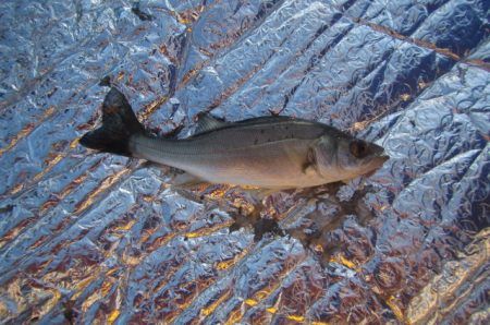 オリジナルメーカー海づり公園(市原市海づり施設) 釣果