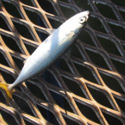 オリジナルメーカー海づり公園(市原市海づり施設) 釣果