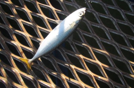 オリジナルメーカー海づり公園(市原市海づり施設) 釣果
