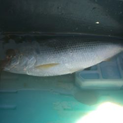 オリジナルメーカー海づり公園(市原市海づり施設) 釣果