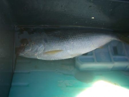 オリジナルメーカー海づり公園(市原市海づり施設) 釣果