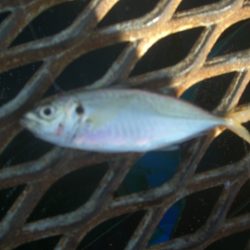 オリジナルメーカー海づり公園(市原市海づり施設) 釣果