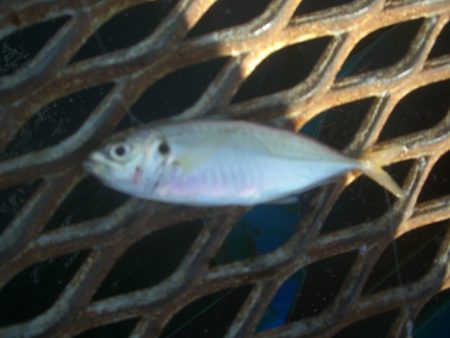 オリジナルメーカー海づり公園(市原市海づり施設) 釣果