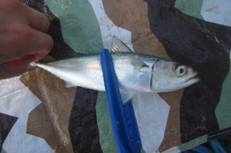 オリジナルメーカー海づり公園(市原市海づり施設) 釣果