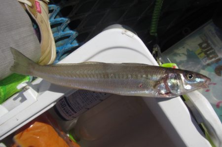 オリジナルメーカー海づり公園(市原市海づり施設) 釣果