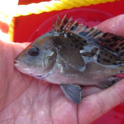 オリジナルメーカー海づり公園(市原市海づり施設) 釣果