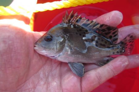オリジナルメーカー海づり公園(市原市海づり施設) 釣果