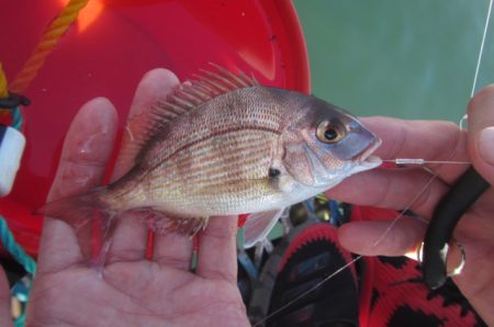 オリジナルメーカー海づり公園(市原市海づり施設) 釣果