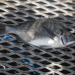 オリジナルメーカー海づり公園(市原市海づり施設) 釣果